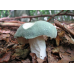 Мицелий Сыроежки зеленоватой (Russula virescens)